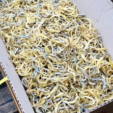 오늘의바다 국산 햇 까나리 섞인 실치 1.5kg (당해 생산)