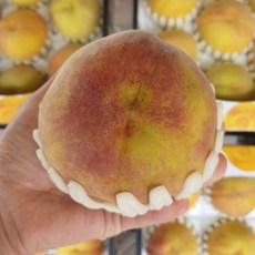 감곡 햇사레 장호원 엘바도 황도 털 복숭아 4~4.5kg, 4.5kg이내, 11~12과[대과]