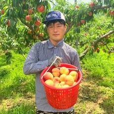 황도 반 딱딱이 복숭아 (품종 : 단금도 양홍장) 9~12과 3.0kg내외