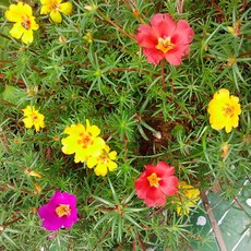 식용 쇠비름 씨앗 말벌 나무 껍질 연꽃 해바라기 메뚜기 야채 혼합 장식 화훼 및 야채 Shouguang 야채 씨앗 유채 여름과 가을 식용 쇠비름 씨앗 20g, 반치연꽃씨 5g 일반팩 [약 4000알]
