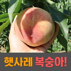 2022 산지직송 장호원 햇사레 복숭아 백도 황도복숭아 3kg 4kg, 백도복숭아 3kg 11-12과