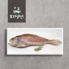 제수용 반건조 침조기 소 중 대 특대 (망미중앙시장 부자생선), 침조기37cm1마리