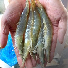 홍성수산 제철 국내산 활새우 1kg 급냉이 아닌 살아있는 흰다리 생새우 대하, 신안 급냉 활새우 1kg (25~35미 내외)