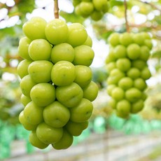 [기린]산지직송 수출용 고당도 샤인머스켓 청포도 망고포도 선물세트, 2kg(4송이) 실속형