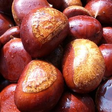 2022 하동 지리산 햇 알밤 옥광밤 깐밤 생밤 생율 단밤 맛밤 2kg 산지직송, 지리산 알밤, 2kg(왕특) 38mm 이상