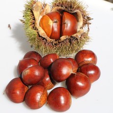 2022년 공주 햇밤 첫 출하 대자(2번) 알밤 맛있는 햇밤, 공주알밤2kg(대)