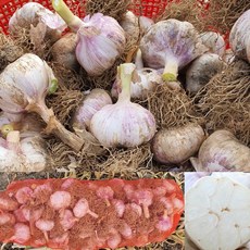 22년 국산 창녕 햇마늘 직접재배 산지직송 통마늘 저장 장아찌 마늘 대크기 3kg 5kg 10kg, 대3kg