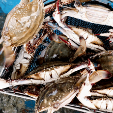 [산지직송] 태안 자연산 가을 활 꽃게 최상급 제철꽃게 2kg (6-10미), 가을 활꽃게 2kg (6-10미) / 빙장포장