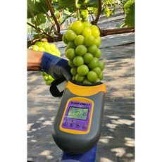 직접 재배 샤인머스켓 2kg 4kg