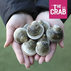 국내산 봉골레조개 모시조개, 1개, 1kg (20-40미/해감) 수입산