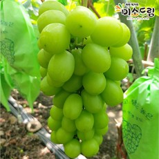 미소드림 산지직송 영동 고당도 샤인머스켓 특품 4kg (5~8송이), 단품