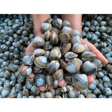 [산지직송] 서천 직접잡는 자연산 동죽조개1kg, 5kg