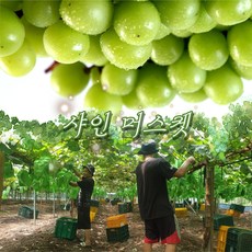 망고포도 프리미엄샤인머스켓2kg3송이 씨없는 포도, 1.3~1.4kg 2수