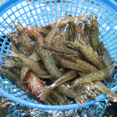 국산 제철 첫출하 흰다리새우 500g 1kg 생새우 활새우 신안새우 대하 새우철 후니씨푸드, [급랭]국내산 대왕흰다리새우 500g
