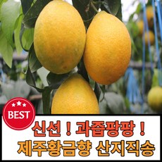 제주황금향추석선물세트 선물용가정용 3kg 5kg 판매자직송, 1박스, 3.황금향5kg 소과벌크(가정용)