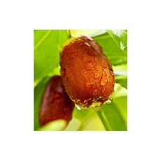 GAP 사과 대추 1kg 건대추 보은 왕 대추 생 햇 경산 말린 보은 풋 밀양 정과 부여 1001821, 비타민 사과대추(제철수확/9월29_중(1kg - 선물박