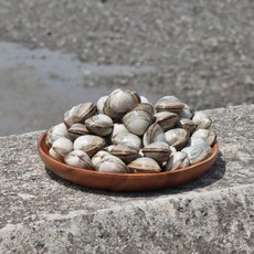 고창 하전 갯벌 제철 동죽조개 물총조개 해감 동죽 바지락 1kg 2kg 3kg, 동죽조개 5kg