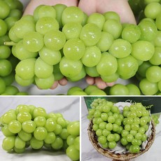 [미네픽] 엄선된 고당도 황금 샤인머스켓 4kg, 단품