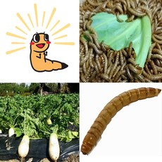 밀웜 살아있는 밀웜 생밀웜 2 000마리 대량판매 [큰빛밀웜], 대(2.5cm 내외)