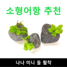 (소형어항 추천) 나나 미니돌 활착 / 수초몰 초보자수초 자연수초 활착수초