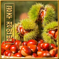 [산지직송] 2021년 공주정안 햇 알밤 대보밤 옥광밤 2kg 대/특대 10만평 유기농재배, [칼집X] 알밤 2kg