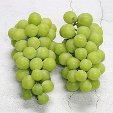 [산지직송] 샤인머스켓 망고 포도, 품질보장 특상 2kg (4-5수) 실속형