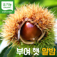 [국내산] 유기농 밤나무를 털어왔어요! 최대 산지 충남 부여 밤 햇밤, 햇알밤 중과 1kg(개당 2g 내외)