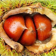 2022 달달하고 맛있는 부여 햇밤 특4kg 특2kg