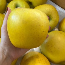 황금사과 시나노골드 고당도 정품 - 대과 (10~12과) 5kg 아삭아삭 맛있는 사과 (경북직송)