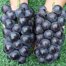 산지직송 국내산 탱글 거봉 1kg 2수, 단품없음