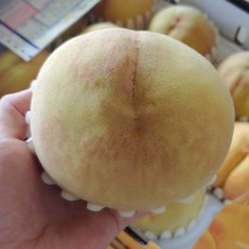 음성 감곡 햇사레 딱딱이 말랑이 백도 황도 복숭아 4~4.5kg, 15~17과[중과], 4.5kg이내