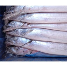 업소용 은갈치 제주갈치 선동갈치 낚시갈치 41/45 마리 10kg