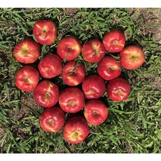 산지직송 꿀맛 가정용 사과 햇 홍로 꿀사과 5kg 10kg, 5kg 소과