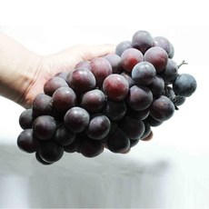 고당도 프리미엄 거봉 김천 상주 가정용 거봉 씨없는 포도 1kg 2kg, 거봉1kg(1수~2수)