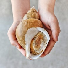 동해안 제철 백골뱅이 1kg 자연산 백고동 통골뱅이, [대] 생물 백골뱅이 1kg 10-15마리