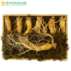 충북인삼농협 수삼 선물세트 .... TV및 신문광고중, 왕특대(1kg : 7~8뿌리)
