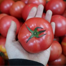 신자매상회 정품 완숙 찰 토마토, 1박스, 01_토마토 3kg [중소과]