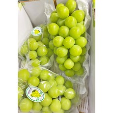 허니삼구 망고맛포도 고당도 가정용 샤인머스켓 2KG내외, 2KG내외(3-5송이)
