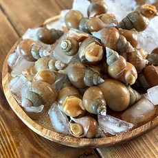 당일조업 동해안 자연산 활 백골뱅이 백고동 1kg 소 중 대, 백골뱅이1kg[대](약13미~20미전후)