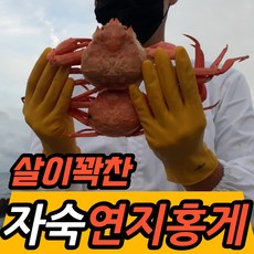 당일조업 산지직송 프리미엄 최상급 자숙 홍게 3kg 수율보장 동해 포항 구룡포 연지홍게 박달홍게, 1-4. 육수용 10마리 내외