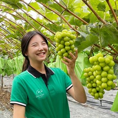 고당도 샤인머스켓 프리미엄 수출용 김천 망고포도, 수출용 고당도 1등급 2.8kg  (4송이)