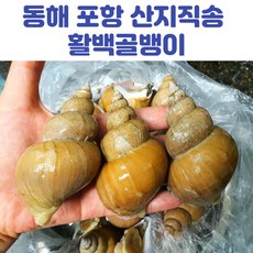 동해 포항 활백골뱅이 백고동 1kg 소 중 대, 활백골뱅이_1kg(소)