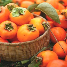 당도보장 달콤한 영암 대봉감 4.5kg, 대봉감 4.5kg(22-25과)
