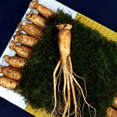 수삼선물세트 대표님선물 인삼선물 인삼구입 인삼금산 금산특산물 17뿌리 5년근6년근 충남금산인삼 수삼6년근 금산인삼구매 금산인삼선물 수삼구매 충청도인삼 금산인삼선물세트 금산인삼가격, 핑크빛, 17뿌리 1275g