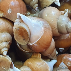 포항 동해안 백 고동 백 골뱅이 바다 고동 통 골뱅이 제철 산지 자연산, 중 1kg