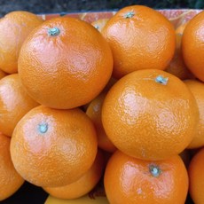 [한정할인] 제주농부 산지직송 고당도 제주 황금향, 이벤트가_ 못난이황금향4.5kg