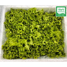 무농약 산지직송 유러피안 샐러드 유럽 샐러드 쌈채소 1kg (3-4종모음/ 단품 선택), 1box, 카이피라 단품(한종류) 1kg