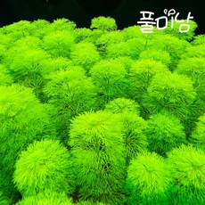 [풀미남 오픈이벤트] 암브리아 5촉 / 초보자도 키우는 예쁜 수초