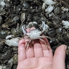 국내산 손질된 튀김 게장용 냉동게 칠게 방게 돌참게 작은 미니꽃게 미니크랩 베이비크랩 1kg 2kg, 01.세척손질냉동게1kg