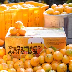 알동네 제주도 노지감귤 5kg 10kg 로얄과 소과 중과 타이벡귤 고당도귤 제철과일 선물, 1박스, 감귤4.5kg로얄과